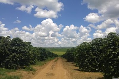 ENTREGA DE TERRAS DEVOLUTAS COMO PROGRAMA DO GOVERNO DE MINAS GERAIS