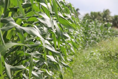 EDIFICAÇÃO E REGULARIZAÇÃO DE ASSENTAMENTO DE AGRICULTORES EM SERGIPE