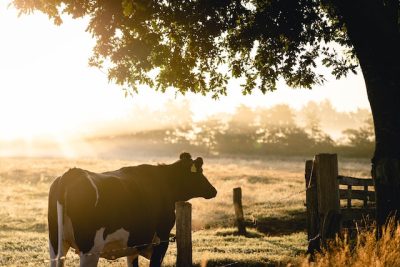 POLÍTICA DE INCENTIVO À AGRICULTURA E PECUÁRIA DE PRECISÃO É VOTADA